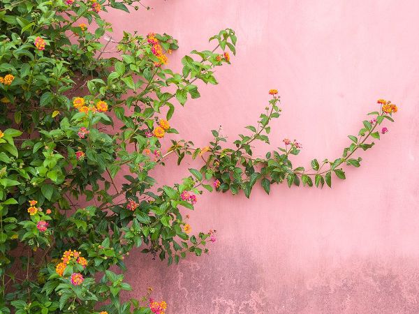 Eggers, Julie 아티스트의 Portugal-Obidos-Colorful lantana vine growing against a pink wall작품입니다.